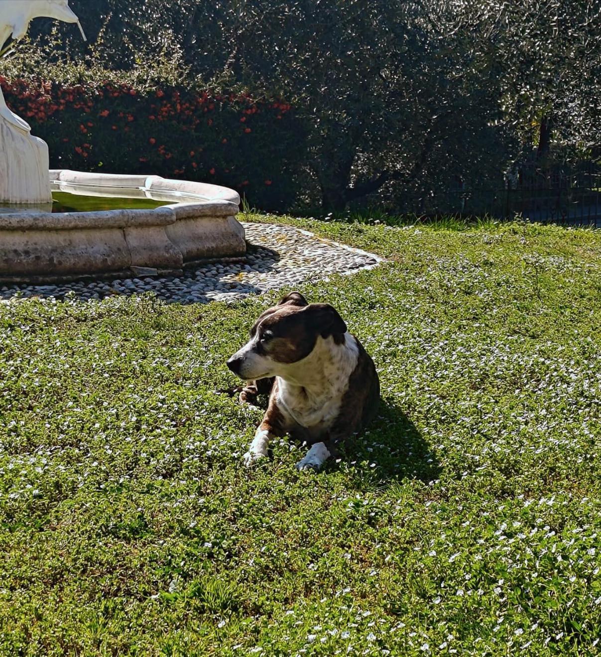 Casa Silvia Padenghe sul Garda Exterior foto